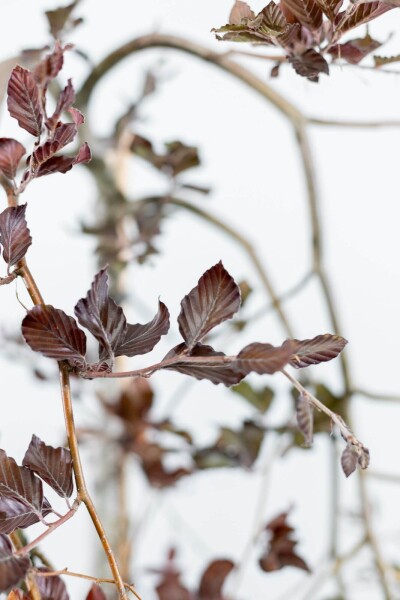 Fagus sylvatica 'Purpurea Pendula' haute-tige 12/14