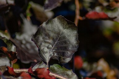 Fagus sylvatica 'Purpurea Pendula' haute-tige