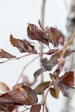 Fagus sylvatica 'Purpurea Pendula' haute-tige 12/14