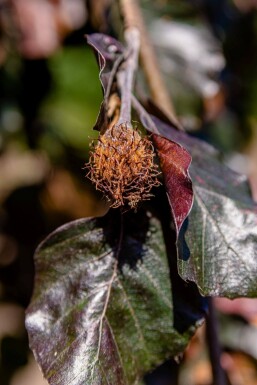 Fagus sylvatica 'Purpurea Pendula' haute-tige 12/14