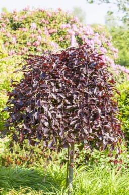 Fagus sylvatica 'Purpurea Pendula' haute-tige 12/14