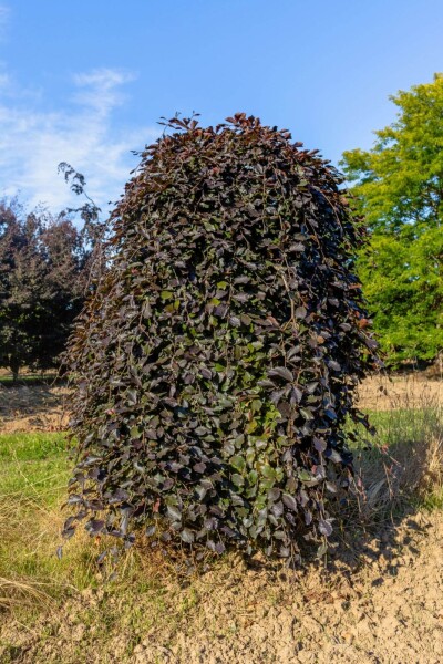 Fagus sylvatica 'Purpurea Pendula' port pleureur