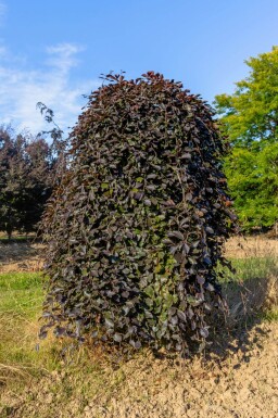 Fagus sylvatica 'Purpurea Pendula' port pleureur