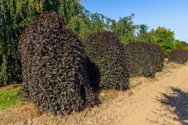 Fagus sylvatica 'Purpurea Pendula' port pleureur