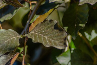 Fagus sylvatica 'Purpurea Pendula' port pleureur