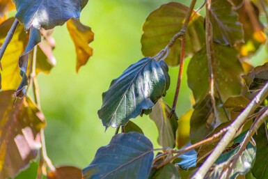 Fagus sylvatica 'Purpurea Pendula' port pleureur