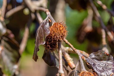 Fagus sylvatica 'Purpurea Pendula' port pleureur