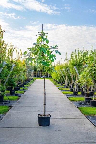 Ficus carica haute-tige 18-20 cm
