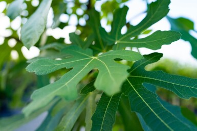 Ficus carica haute-tige
