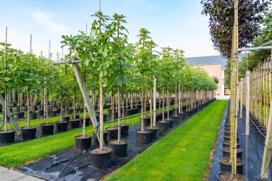 Ficus carica haute-tige 18-20 cm