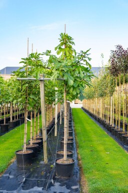 Ficus carica haute-tige 18-20 cm