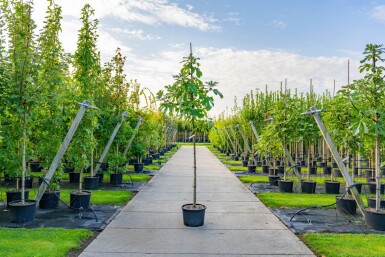 Ficus carica haute-tige 18-20 cm