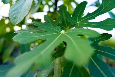 Ficus carica haute-tige 18-20 cm