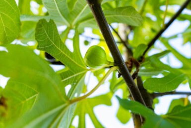 Ficus carica haute-tige 18-20 cm