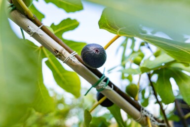 Ficus carica haute-tige 18-20 cm