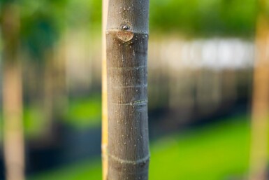 Ficus carica haute-tige 18-20 cm