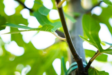 Ficus carica haute-tige 18-20 cm