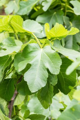Ficus carica cépée