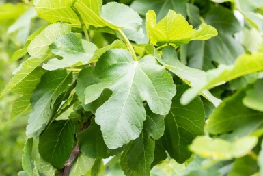 Ficus carica cépée