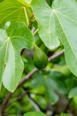 Ficus carica cépée