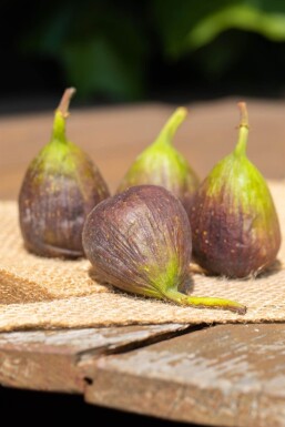 Ficus carica cépée