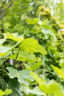 Ficus carica cépée