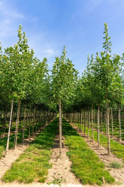 Fraxinus americana haute-tige