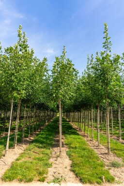 Fraxinus americana haute-tige