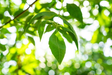 Fraxinus americana haute-tige