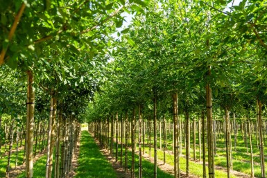 Fraxinus americana haute-tige