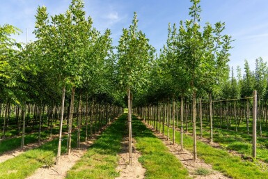 Fraxinus americana haute-tige