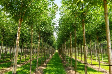 Fraxinus americana haute-tige
