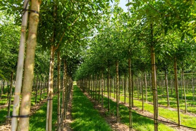 Fraxinus americana haute-tige