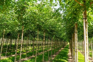 Fraxinus americana haute-tige