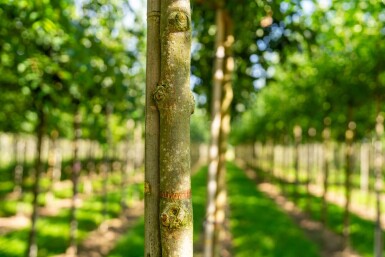 Fraxinus americana haute-tige