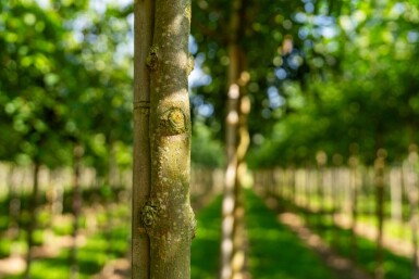 Fraxinus americana haute-tige