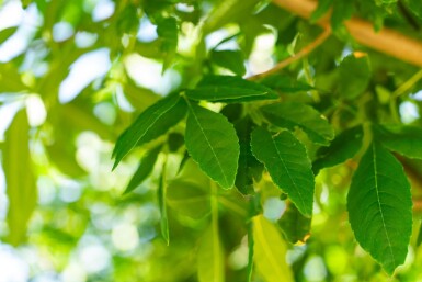 Fraxinus americana haute-tige