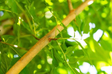 Fraxinus americana haute-tige