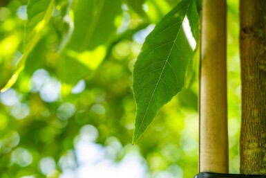 Fraxinus americana haute-tige
