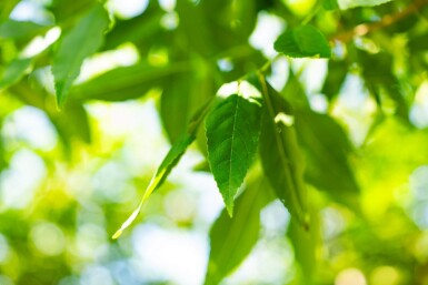 Fraxinus americana haute-tige