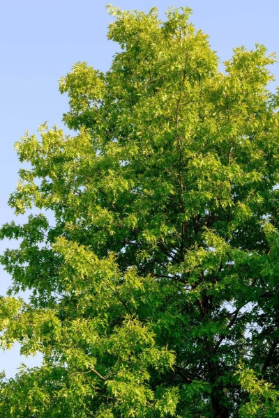 Fraxinus americana 'Skyline' haute-tige 10/12