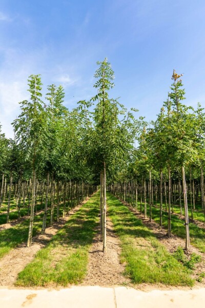 Fraxinus angustifolia 'Raywood' haute-tige 14/16