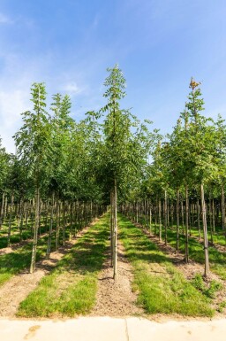 Fraxinus angustifolia 'Raywood' haute-tige 14/16