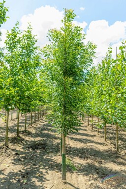 Fraxinus angustifolia 'Raywood' haute-tige 14/16