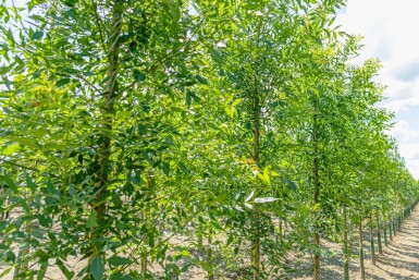 Fraxinus angustifolia 'Raywood' haute-tige 14/16