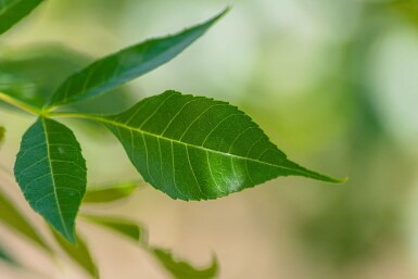 Fraxinus angustifolia 'Raywood' haute-tige 14/16