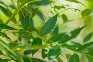 Fraxinus angustifolia 'Raywood' haute-tige 14/16