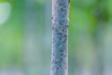 Fraxinus angustifolia 'Raywood' haute-tige 14/16