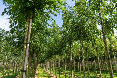 Fraxinus angustifolia 'Raywood' haute-tige 14/16
