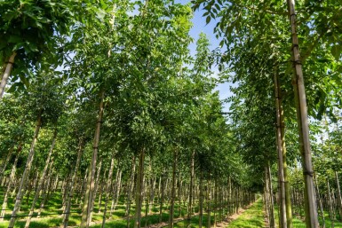 Fraxinus angustifolia 'Raywood' haute-tige 14/16